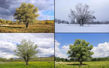 TUNCELI, TURKEY: (EDITOR'S NOTE: COMPOSITE IMAGE) Views of four seasons in a single photo with the combination of fall season view (top L) taken on October 27, 2020 and winter season view (top R) taken on January 9, 2019, spring season view (bottom L) taken on May 7, 2020 and summer season view (bottom R) taken on July 11, 2020 in Ovacik district of Tunceli, Turkey, 2020. (Photo by Sidar Can Eren/Anadolu Agency via Getty Images)
