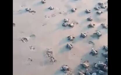 Piccole tartarughe rilasciate su una spiaggia in Nicaragua. VIDEO