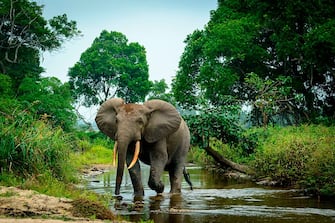African forest elephant (Loxodonta cyclotis) in Lekoli River, Odzala-Kokoua National Park, Cuvette-Ouest Region, Republic of the Congo. (Photo by: Education Images/Universal Images Group via Getty Images)