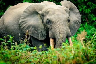 African forest elephant (Loxodonta cyclotis), Odzala-Kokoua National Park, Cuvette-Ouest Region, Republic of the Congo. (Photo by: Education Images/Universal Images Group via Getty Images)