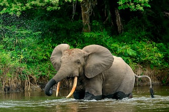 African forest elephant (Loxodonta cyclotis) in Lekoli River, Odzala-Kokoua National Park, Cuvette-Ouest Region, Republic of the Congo. (Photo by: Education Images/Universal Images Group via Getty Images)