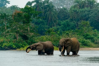 African forest elephant (Loxodonta cyclotis) in Lekoli River, Odzala-Kokoua National Park, Cuvette-Ouest Region, Republic of the Congo. (Photo by: Education Images/Universal Images Group via Getty Images)