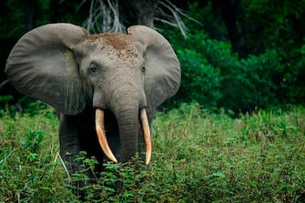 African forest elephant (Loxodonta cyclotis), Odzala-Kokoua National Park, Cuvette-Ouest Region, Republic of the Congo. (Photo by: Education Images/Universal Images Group via Getty Images)