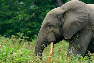 L'elefante africano delle foreste sull'orlo dell'estinzione. FOTO