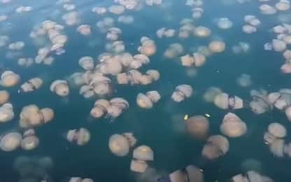 Invasione di meduse a Trieste, gli esperti: “Dovremo abituarci”. VIDEO