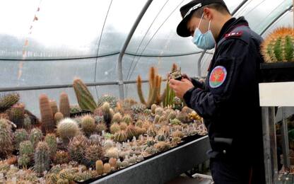 Traffico di cactus, tornati in Cile i mille sequestrati in Italia