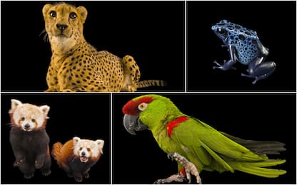 “Endangered Colour”, progetto per mostrare bellezza specie rare. FOTO