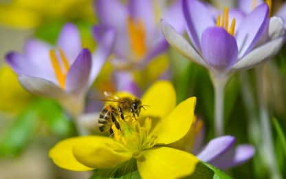 Giornata mondiale delle api: così si lavora per salvarle