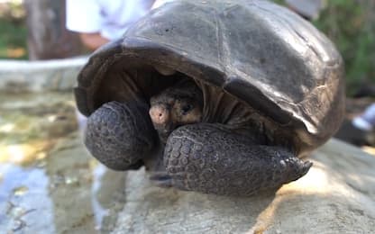 Galapagos, ritorna tartaruga creduta estinta da 112 anni