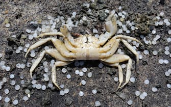 epa09244362 A dead sea crab (Portunus pelagicus) lies washed ashore amid granules of plastic raw materials from the burnt ship MV X-Press Pearl on the beach of Negombo, north-west of Colombo, Sri Lanka, 02 June 2021 (issued 03 June 2021). The fire on the Singaporean flagged container cargo vessel MV X-Press Pearl was doused and the salvage company began towing it towards deeper seas off the coast of Colombo on 02 June. However, the Sri Lanka Navy stated that the towing operation was halted as the stern of the ship was striking the seabed. Sri Lankan marine and coastal protection authorities warned about an environmental crisis as tonnes of plastic waste and pellets from the ship keep washing ashore. The island s Fisheries Ministry urged fishermen not to venture out to seas in the 80 km stretch along the western coast. Authorities such as the Marine Environmental Protection Authority (MEPA) are concerned over possible threats to the fish-breeding shallow waters of lagoons dotting the area, which is well known for its crabs and jumbo prawns as well as for its tourist beaches. MEPA is assessing the possible impacts on the mangroves, lagoons and marine wildlife in the region, while a possible oil leak would add to the devastation.  EPA/CHAMILA KARUNARATHNE