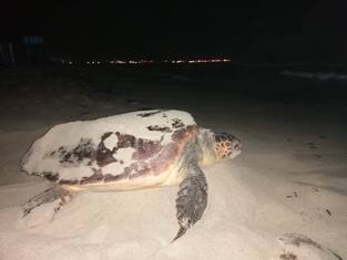 Gallipoli, tartaruga Caretta Caretta depone 105 uova tra ombrelloni