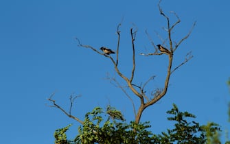 Two crows are sitting on the dead dried tree.