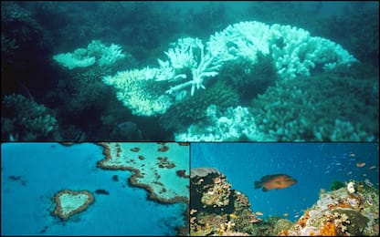 Unesco, Grande Barriera Corallina evita lista siti a rischio. FOTO