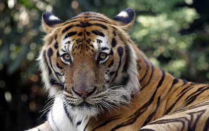 Giornata mondiale tigre 2021, Wwf: estinta in Laos, Cambogia e Vietnam