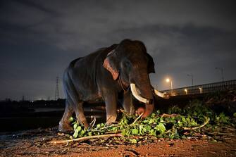 This picture taken on September 2, 2018 shows an elephant standing on the banks of the Yamuna River in New Delhi. - The mighty Heera marched through a crowded slum chewing bamboo, oblivious that freedom from life as one of Delhi's last six elephants at work in the polluted city could be just around the corner. After years of pressure from activists who accuse the animals' owners of flouting wildlife regulations by keeping them in a city, authorities have ordered the seizure of the elephants. (Photo by Sajjad HUSSAIN / AFP) / To go with INDIA-ANIMAL, FEATURE, by Isha Badoniya        (Photo credit should read SAJJAD HUSSAIN/AFP via Getty Images)
