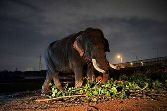 This picture taken on September 2, 2018 shows an elephant standing on the banks of the Yamuna River in New Delhi. - The mighty Heera marched through a crowded slum chewing bamboo, oblivious that freedom from life as one of Delhi's last six elephants at work in the polluted city could be just around the corner. After years of pressure from activists who accuse the animals' owners of flouting wildlife regulations by keeping them in a city, authorities have ordered the seizure of the elephants. (Photo by Sajjad HUSSAIN / AFP) / To go with INDIA-ANIMAL, FEATURE, by Isha Badoniya        (Photo credit should read SAJJAD HUSSAIN/AFP via Getty Images)