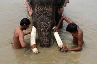 This picture taken on August 21, 2018 shows Indian mahouts washing their elephant in the Yamuna River in New Delhi. - The mighty Heera marched through a crowded slum chewing bamboo, oblivious that freedom from life as one of Delhi's last six elephants at work in the polluted city could be just around the corner. After years of pressure from activists who accuse the animals' owners of flouting wildlife regulations by keeping them in a city, authorities have ordered the seizure of the elephants. (Photo by Sajjad HUSSAIN / AFP) / To go with INDIA-ANIMAL, FEATURE, by Isha Badoniya        (Photo credit should read SAJJAD HUSSAIN/AFP via Getty Images)