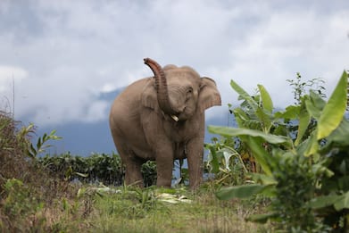 Il 12 agosto è la Giornata Mondiale dell'elefante