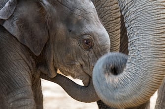 Close up of cute three week old calf in herd of Asian elephants - Asiatic elephant (Elephas maximus). (Photo by: Arterra/Universal Images Group via Getty Images)