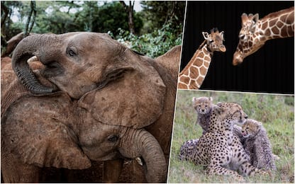 Kenya, animali in via di estinzione: il governo finanzia il censimento