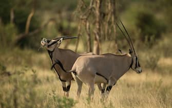 Beisa Oryx, Oryx beisa, grazing in the Samburu Game Reserve, Kenya, Africa