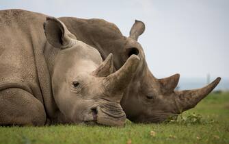 (180331) -- LAIKIPIA (KENYA), March 31, 2018 (Xinhua) -- Photo taken on March 30, 2018 shows Fatu (L), one of the world's last two remaining female northern white rhinos, in Ol Pejeta Conservancy in Laikipia county, northern Kenya. Kenyan wildlife officials and global wildlife conservationists on Saturday converged at Ol Pejeta Conservancy in northern Kenya where a memorial service for the late world's only remaining male northern white rhino fondly named Sudan took place. (Xinhua/Lyu Shuai)  (Photo by Xinhua/Sipa USA)
