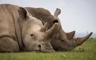 rinoceronti (180331) -- LAIKIPIA (KENYA), March 31, 2018 (Xinhua) -- Photo taken on March 30, 2018 shows Fatu (L), one of the world's last two remaining female northern white rhinos, in Ol Pejeta Conservancy in Laikipia county, northern Kenya. Kenyan wildlife officials and global wildlife conservationists on Saturday converged at Ol Pejeta Conservancy in northern Kenya where a memorial service for the late world's only remaining male northern white rhino fondly named Sudan took place. (Xinhua/Lyu Shuai) (Photo by Xinhua/Sipa USA)