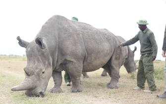 PRODUCTION - 08 July 2021, Kenya, Ol Pejeta Conservancy: Rhino keepers stand next to a rhino. Photo: Naveena Kottoor/dpa (Photo by Naveena Kottoor/picture alliance via Getty Images)