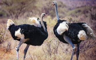 1176361474 Two Male Ostriches fight and scream while the females wait nearby to see who will win at Samburu, Kenya.