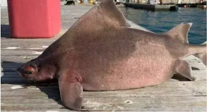 Trovato un pesce porco all’Isola d’Elba: è uno squalo molto raro