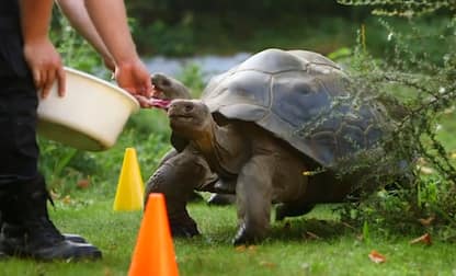Londra, la corsa delle tartarughe delle Galapagos allo zoo. VIDEO