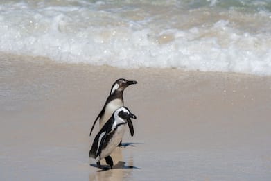 Sudafrica, sciame di api uccide 63 pinguini in via d'estinzione