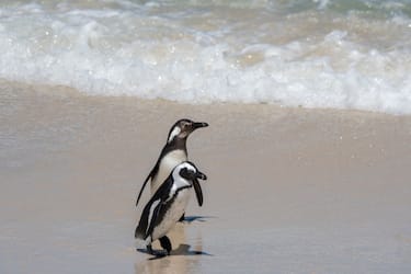 SOUTH AFRICA - 2019/12/04: African penguins (Spheniscus demersus) on the beach at Boulder Beach, Simons Town near Cape Town, South Africa. (Photo by Wolfgang Kaehler/LightRocket via Getty Images)