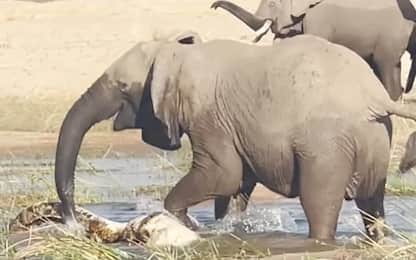 Mamma elefante uccide un coccodrillo per difendere il suo cucciolo