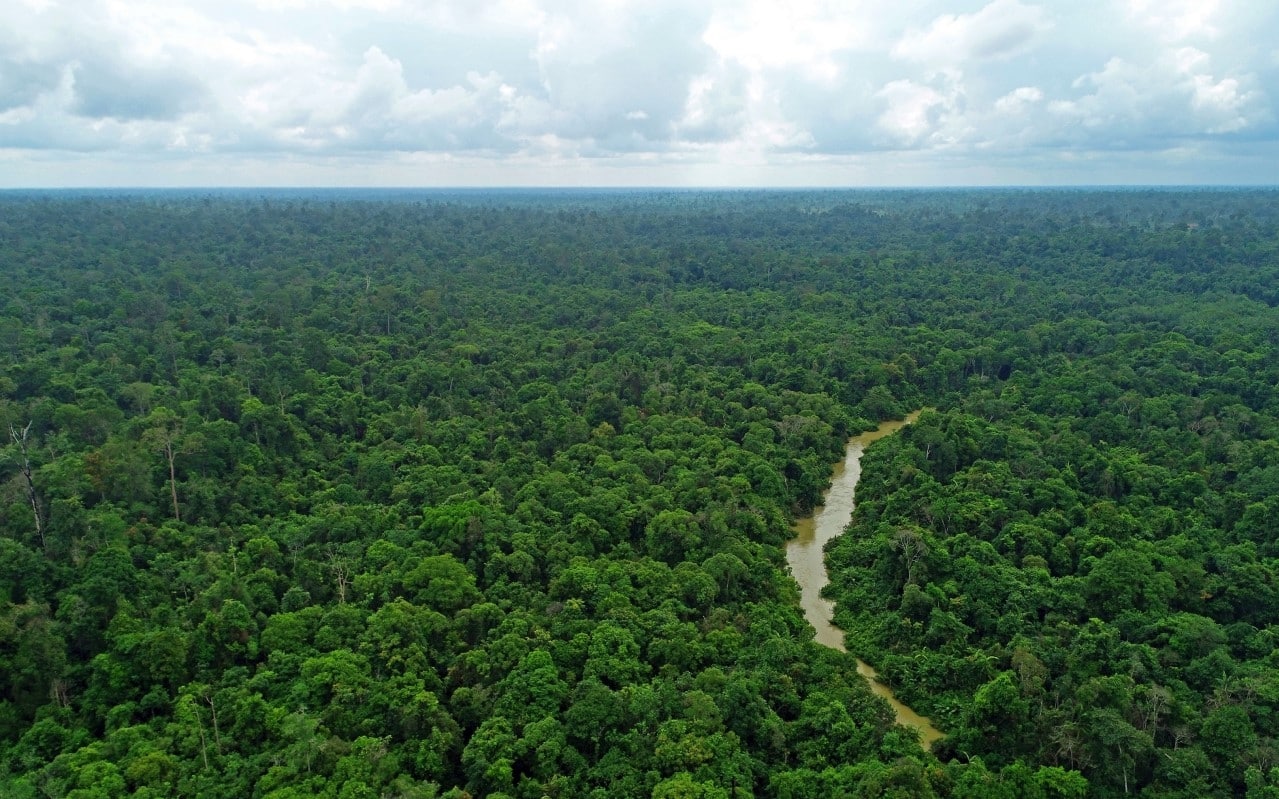 Una veduta della foresta indonesiana