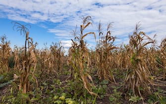 A field of dying maize plants in Nsanje District, southern Malawi, under a blue sky with clouds, during the severe drought of 2016, caused by El Nino.
