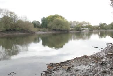 Londra: squali nel Tamigi, la scoperta degli zoologi