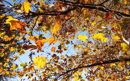 Buongiorno, immagini e frasi per augurare buon primo giorno d'autunno