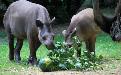 I tapiri vivono meglio in coppia: la storia di Irene e Rondel