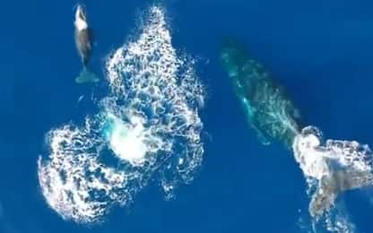 Hawaii, balena intrappolata in una rete viene liberata. VIDEO