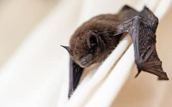 common pipistrelle (Pipistrellus pipistrellus) a small bat has strayed into the room and climbs on a white curtain, closeup with copy space, selected focus, narrow depth of field