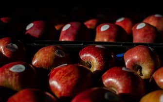 Red apples at the Mercado Abastecedor do Porto distributors in Porto, Portugal, on Monday, May 9, 2022. Global food prices held near a record as crop trade is disrupted by the war in Ukraine, exacerbating tight supplies and stoking inflation. Photographer: Eduardo Leal/Bloomberg