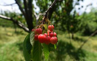 KANGAN, INDIA - MAY 19: A view of fully ripe cherries at an orchard in Kangan, Ganderbal district, on May 19, 2022 in Kangan, India. (Photo by Waseem Andrabi/Hindustan Times via Getty Images)