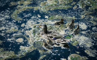 Il fiume Po a secca e infestato dalle alghe. Torino 02 maggio 2022 ANSA/TINO ROMANO