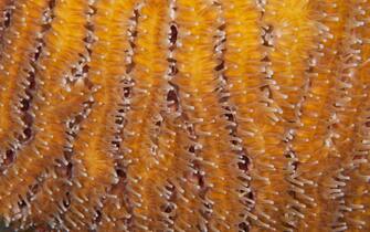 Close-up of pillar coral (Dendrogyrq cylindrus).  Curacao, Netherlands Antilles.
