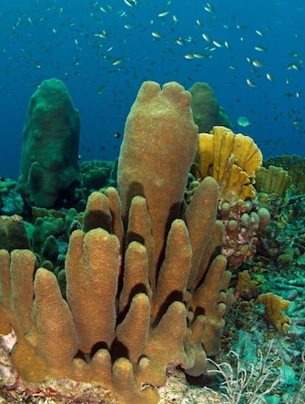 Coral reef scene showing pillar coral (Dendrogyra cylindrus).  Curacao, Netherlands Antilles.
