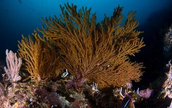 soft coral or Gorgonians on a reef at Sea of Cortez Baja California Mexico. (Photo by: Luis Javier Sandoval/VW Pics/Universal Images Group via Getty Images)