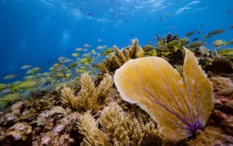 ISLA MUJERES - SEPTEMBER 26:  A general view of a school of fish and a sea fan in a healthy coral reef off the coast of Isla Mujeres, Mexico on September 26, 2018. Many avid divers come to Isla Mujeres for the crystal clear waters full of biodiversity.  (Photo by Donald Miralle/Getty Images for Lumix)