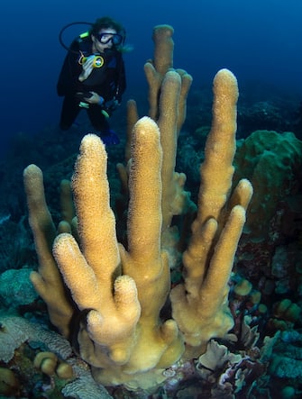 Diver checking out huge stand of pillar coral.
Dendrogyra cylindrus.

Watamula, Curacao, Netherlands Antilles.
Unaltered/Uncontrolled.
.
Model Released.
