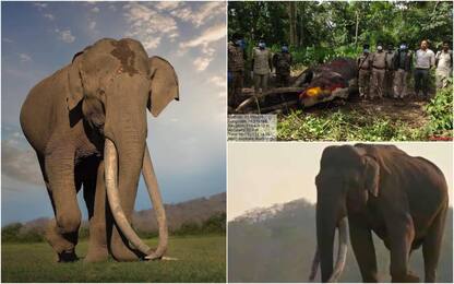 È morto Mr Kabini, l'elefante con le zanne più lunghe al mondo. FOTO